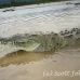 crocodile_american_tar_h_1100_cos2047.jpg
